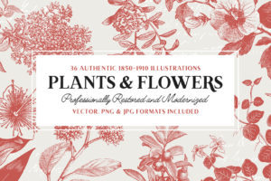 Pflanzen und Blumen Vektor Illustrationen als Download